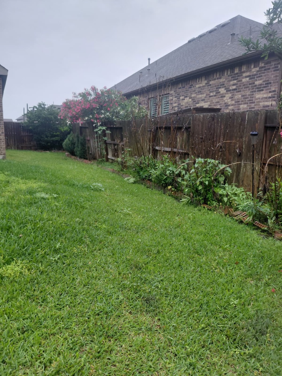 Lush green backyard