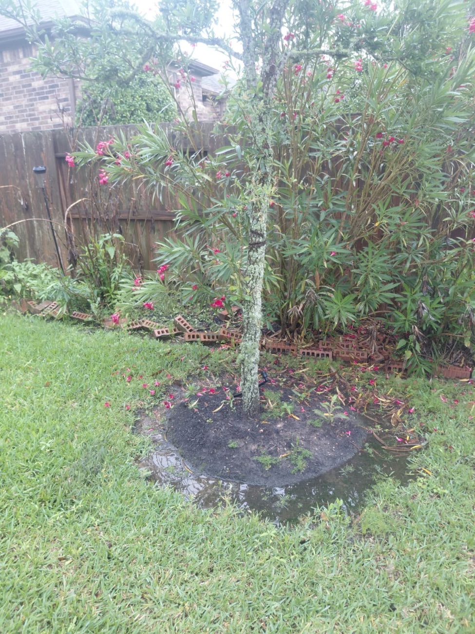 Mulched tree bed and clean lawn