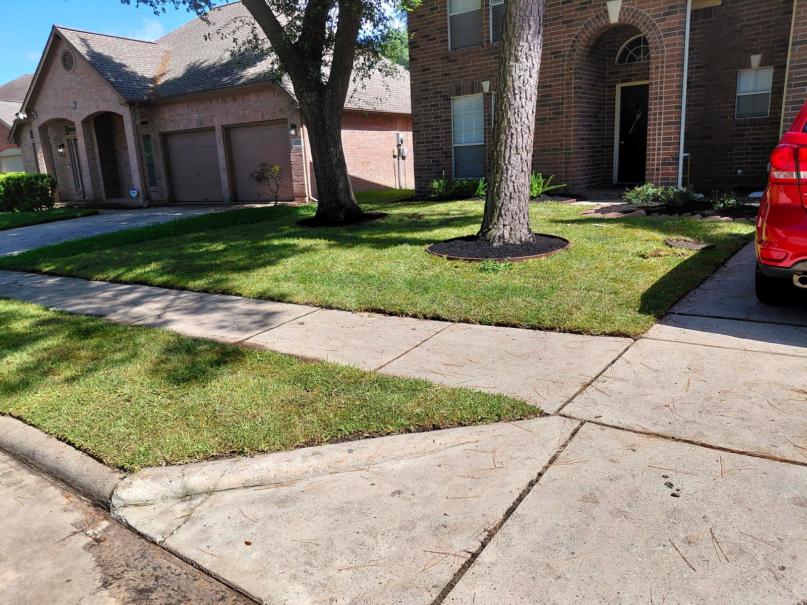 Finished fresh sod lawn with mulched tree rings